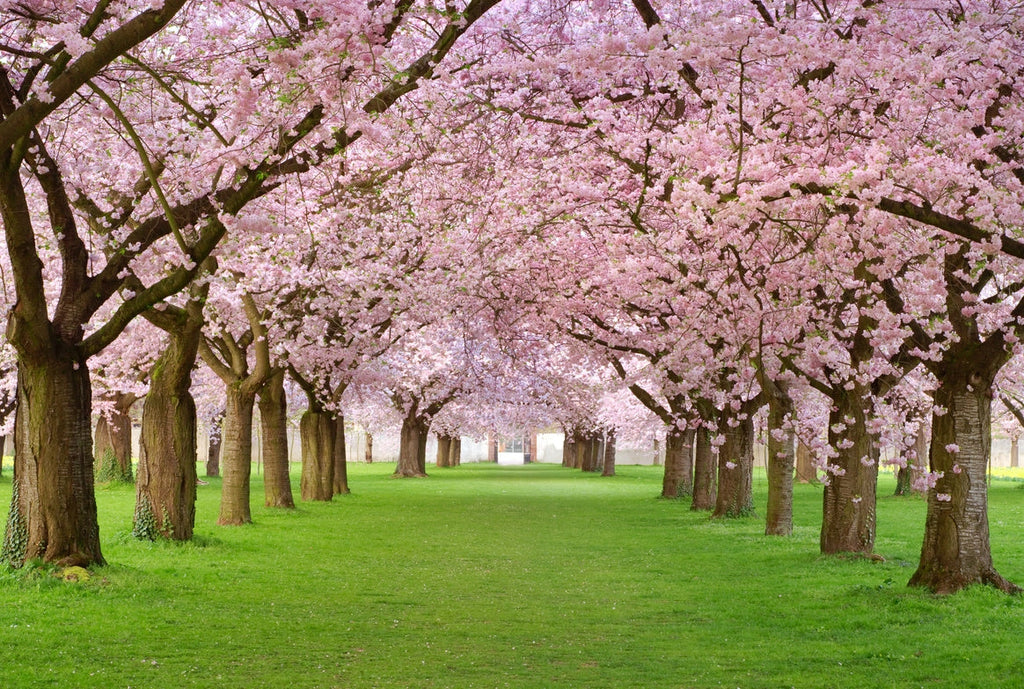 Blossom-Up Journal – A Self-Care Companion e-book